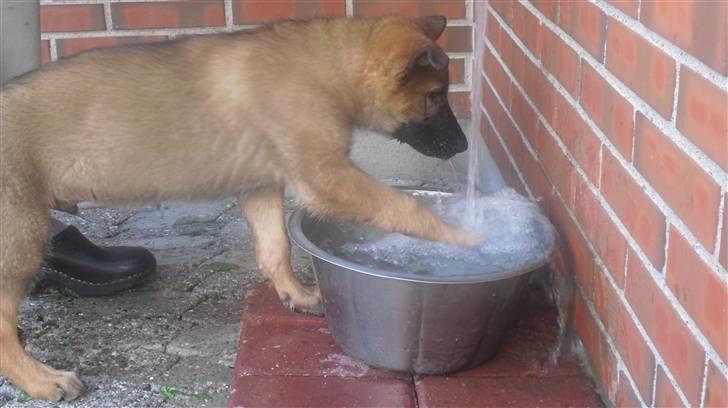 Schæferhund Vigant billede 14