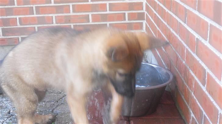 Schæferhund Vigant billede 15