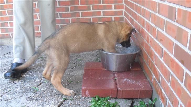 Schæferhund Vigant billede 16