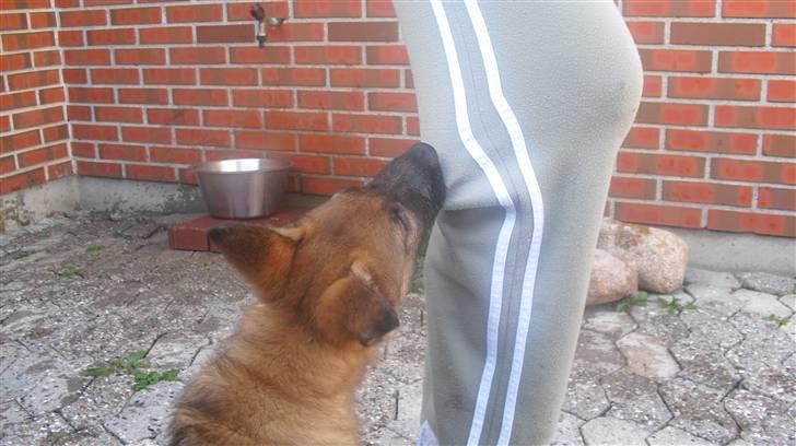 Schæferhund Vigant billede 17