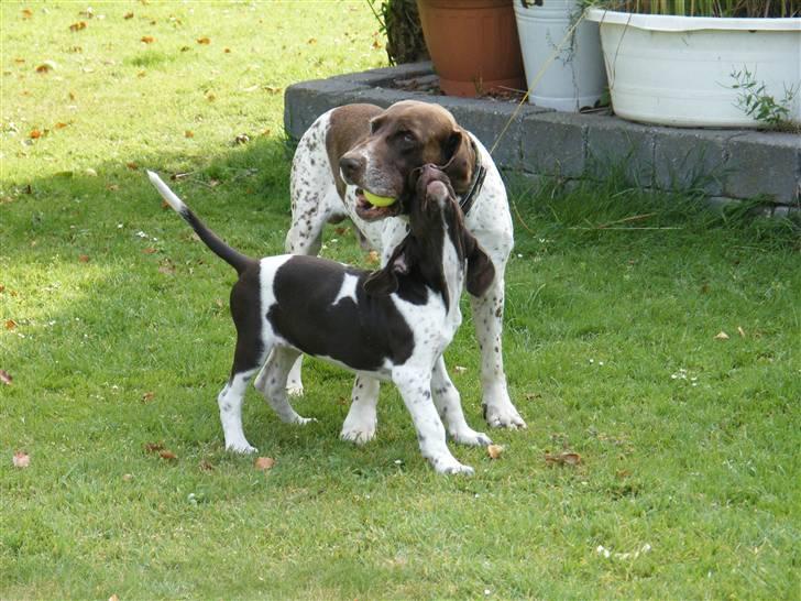 Gammel dansk hønsehund Buster billede 2