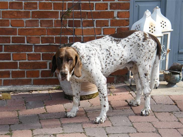 Gammel dansk hønsehund Buster billede 3