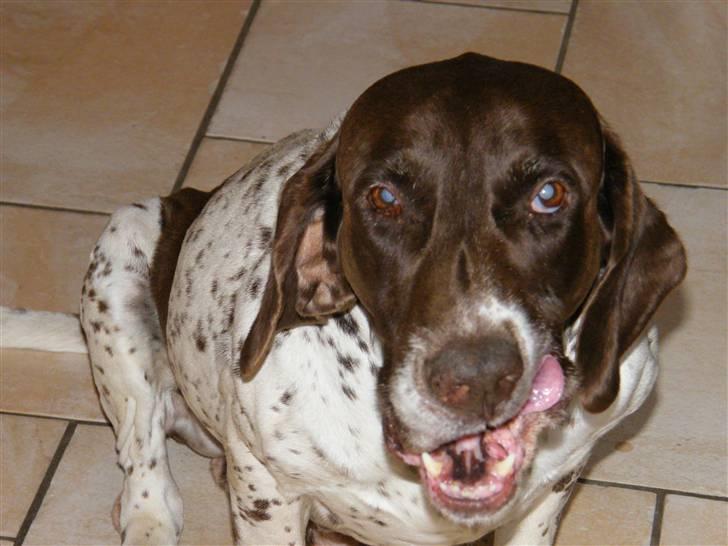 Gammel dansk hønsehund Buster billede 4