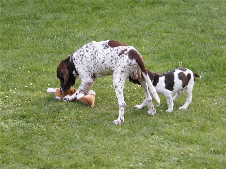 Gammel dansk hønsehund Buster billede 5