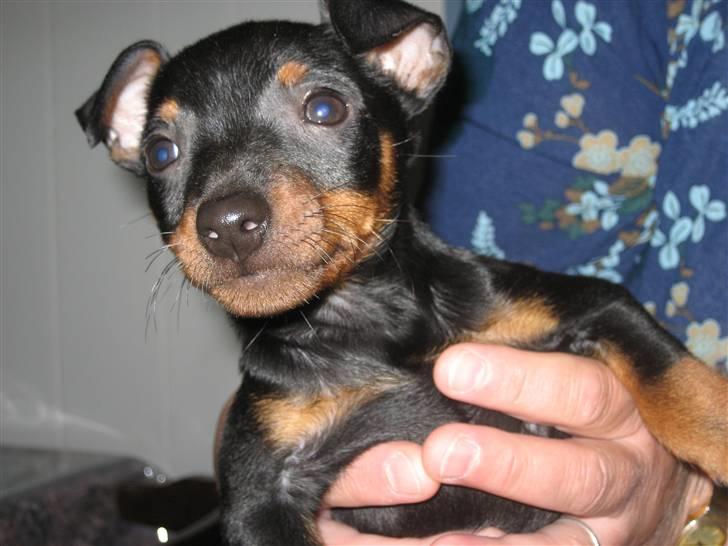 Dvaergpinscher Rødkildes - Gizmo - Knap 8 uger gammel, sammen med mor. billede 5