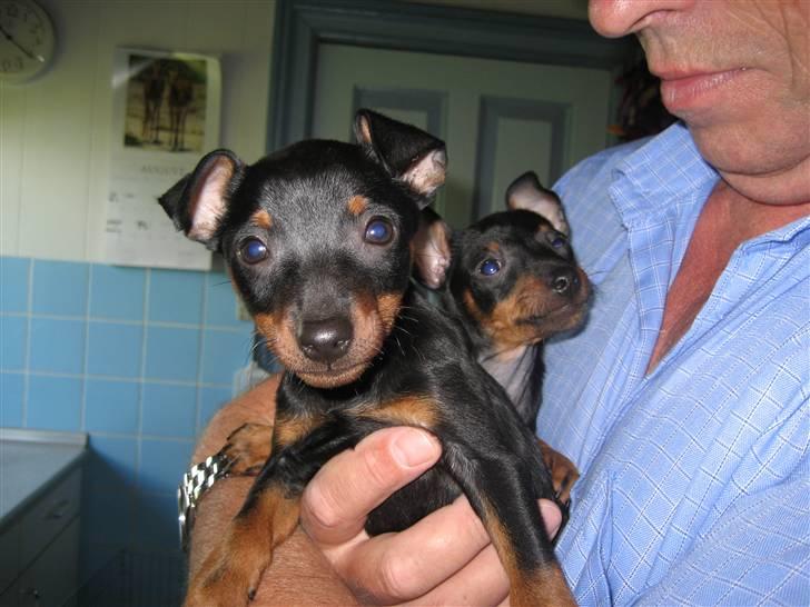 Dvaergpinscher Rødkildes - Gizmo - Gizmo forrest og hans bror Murphi bagerst, hvor de hygger sig med Leo. billede 6