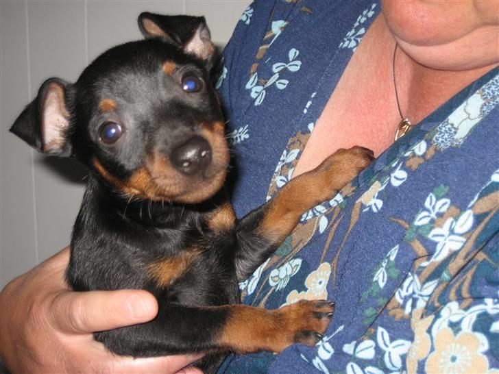 Dvaergpinscher Rødkildes - Gizmo - Knap 8 uger gammel, sammen med mor Grethe, han er bare dejlig. billede 7