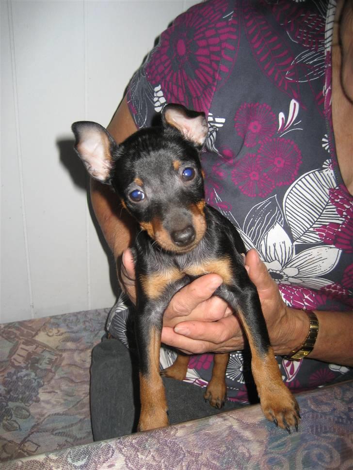 Dvaergpinscher Rødkildes - Gizmo - Her er Murphi,  Gizmos bror sammen med Inge  billede 8