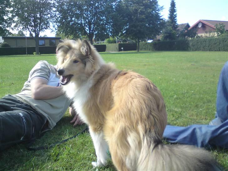 Collie langhåret sitka (Nitopets) billede 6