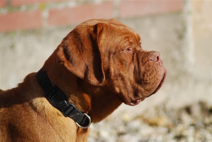 Dogue de bordeaux Royal Bourdeux Aurora billede 5