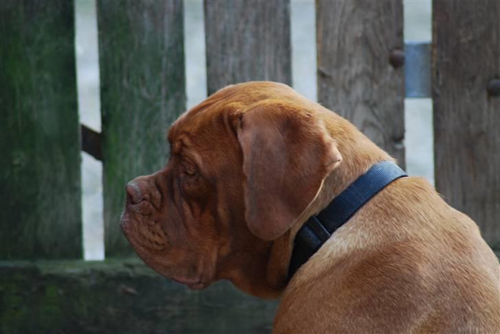 Dogue de bordeaux Royal Bourdeux Aurora billede 6