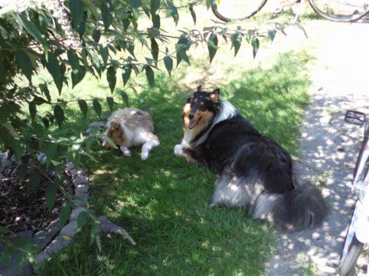 Collie langhåret sitka (Nitopets) billede 7