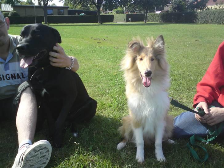 Collie langhåret sitka (Nitopets) billede 8