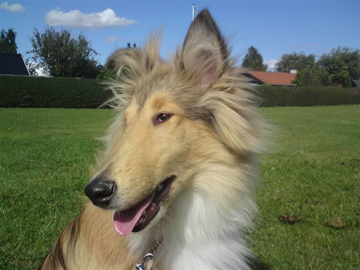 Collie langhåret sitka (Nitopets) billede 9