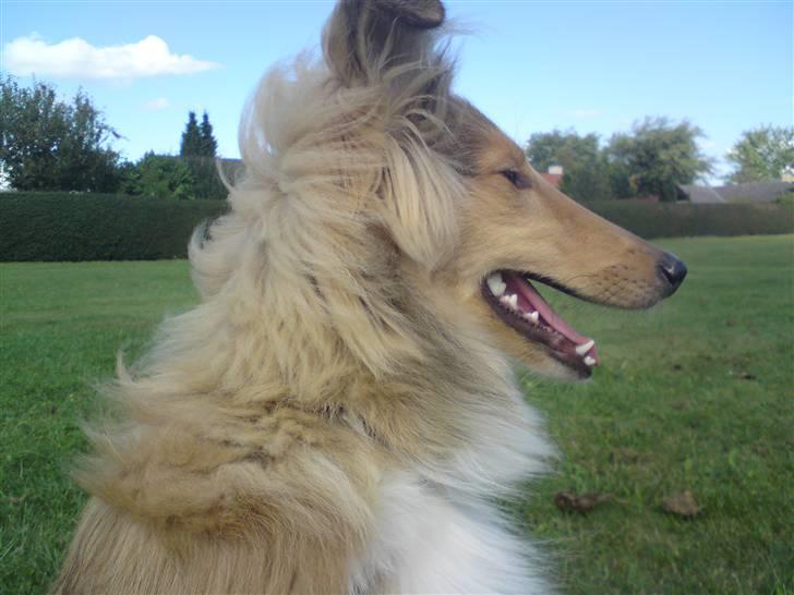 Collie langhåret sitka (Nitopets) billede 10