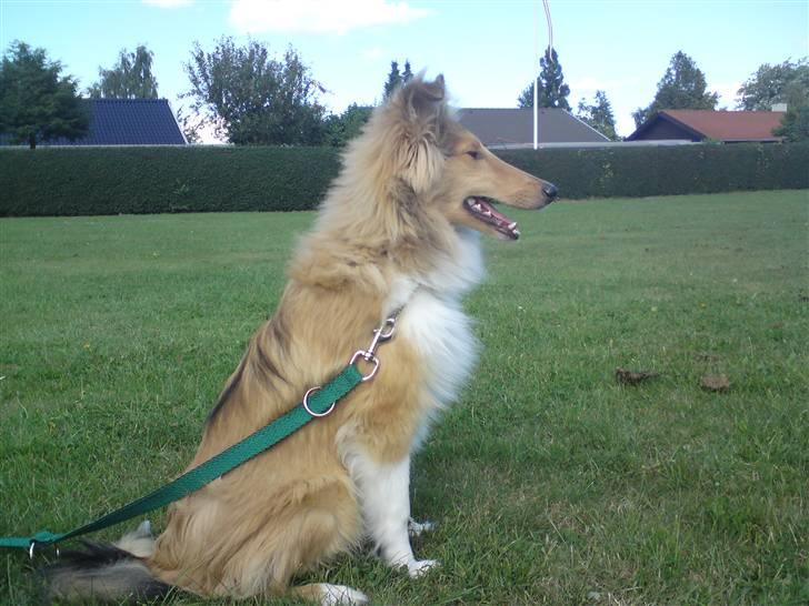 Collie langhåret sitka (Nitopets) billede 11
