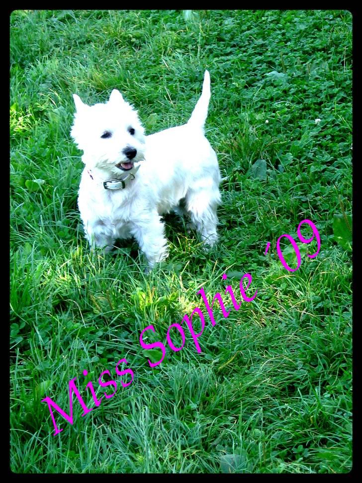 West highland white terrier Miss Sophie billede 15