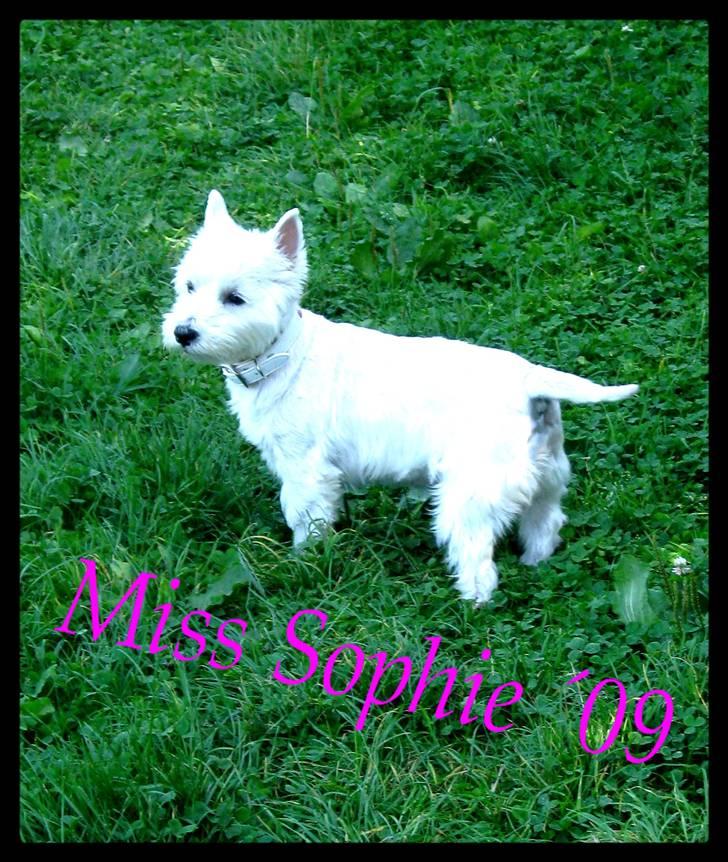 West highland white terrier Miss Sophie billede 16