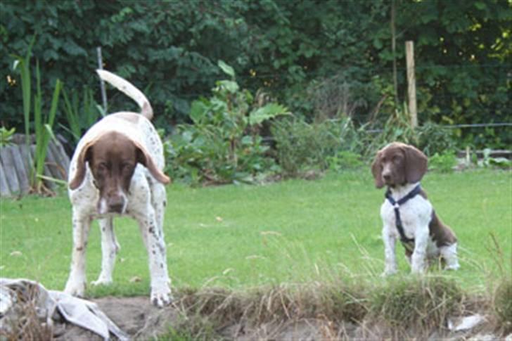 Gammel dansk hønsehund Albert  billede 10