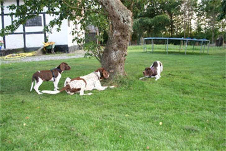 Gammel dansk hønsehund Buster billede 7