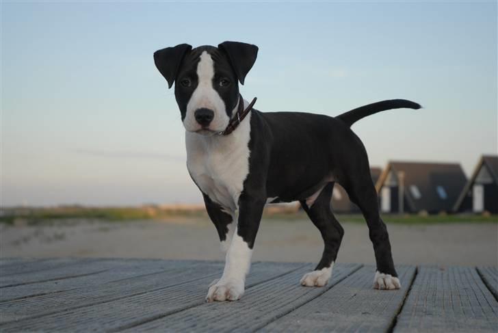 Amerikansk staffordshire terrier Mokai - Hej og velkommen til min nye profil. Håber i ville tage godt imod mig her inde  billede 1