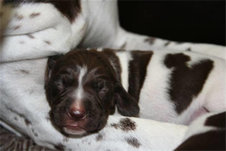 Gammel dansk hønsehund Albert  billede 11