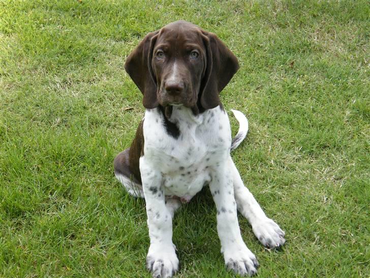 Gammel dansk hønsehund Albert  billede 15