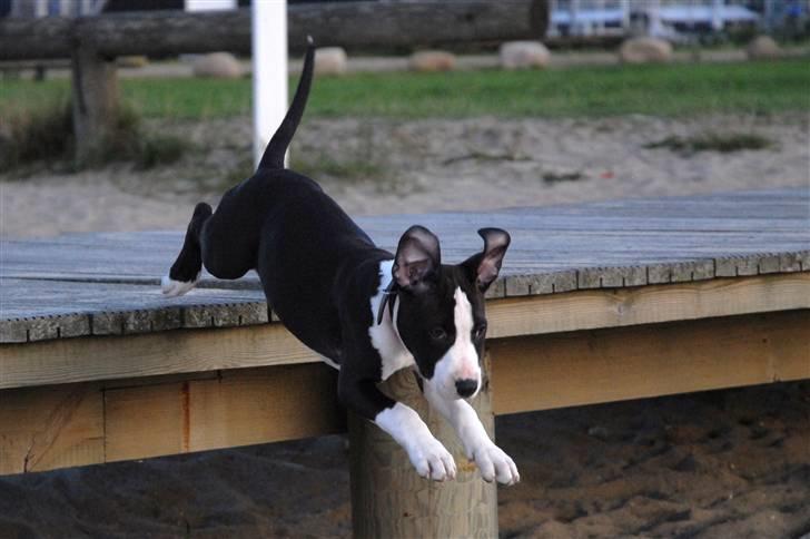 Amerikansk staffordshire terrier Mokai - Pas på der nede, her kommer jeg billede 2