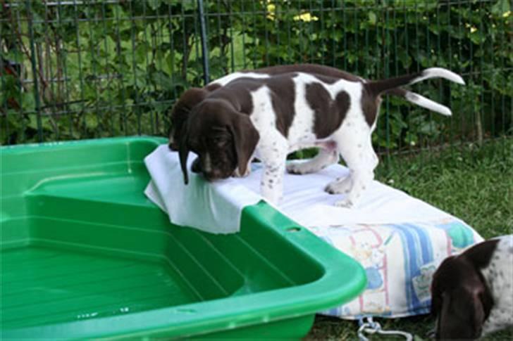 Gammel dansk hønsehund Albert  billede 16