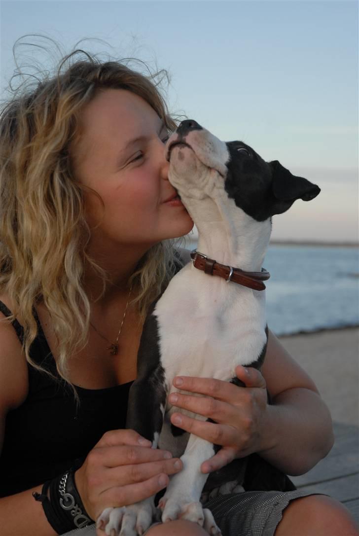 Amerikansk staffordshire terrier Mokai - Giver lige min nye mor et nys billede 3