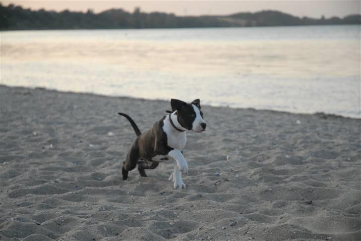 Amerikansk staffordshire terrier Mokai - Så giver vi den gas ;o) billede 4