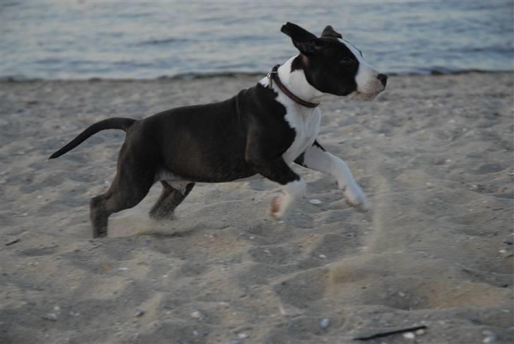 Amerikansk staffordshire terrier Mokai billede 5