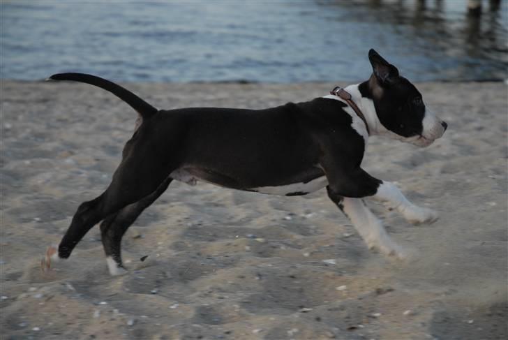 Amerikansk staffordshire terrier Mokai billede 6