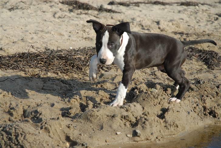 Amerikansk staffordshire terrier Mokai billede 7