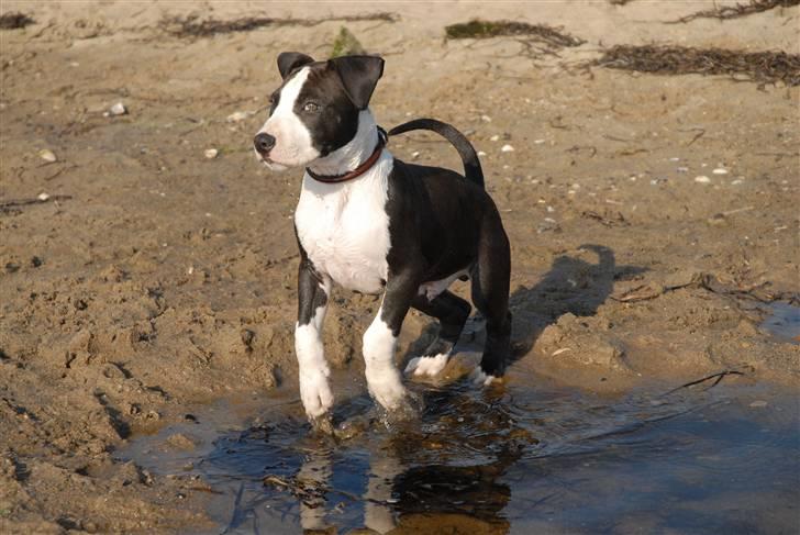 Amerikansk staffordshire terrier Mokai billede 8
