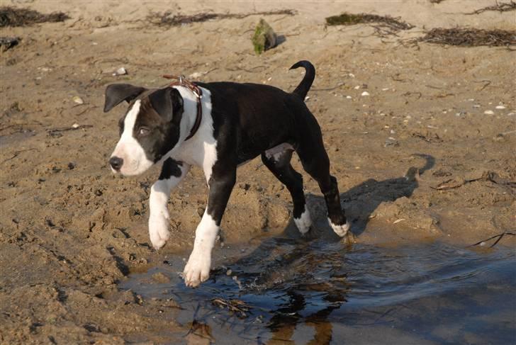 Amerikansk staffordshire terrier Mokai - Og hoppe kan vi osse billede 9