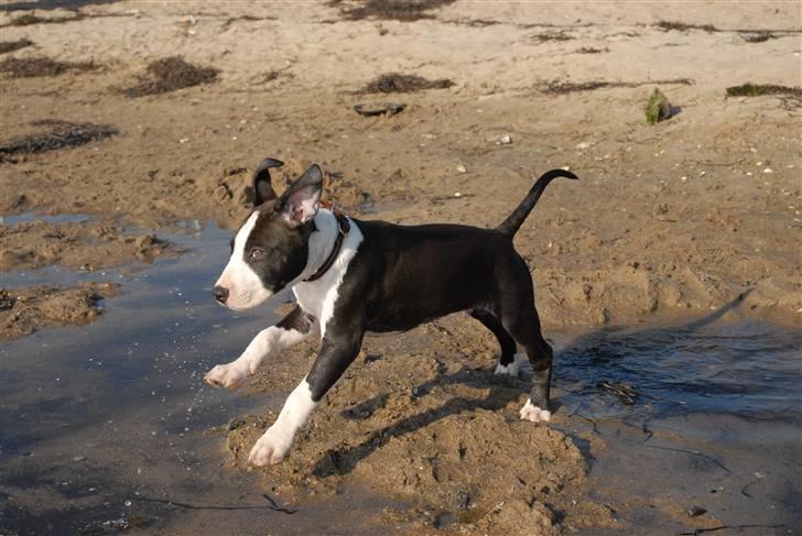 Amerikansk staffordshire terrier Mokai billede 10
