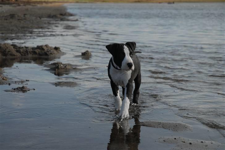 Amerikansk staffordshire terrier Mokai - Kan også godt være rolig, så tager mig lige en stille og rolig gå tur billede 11