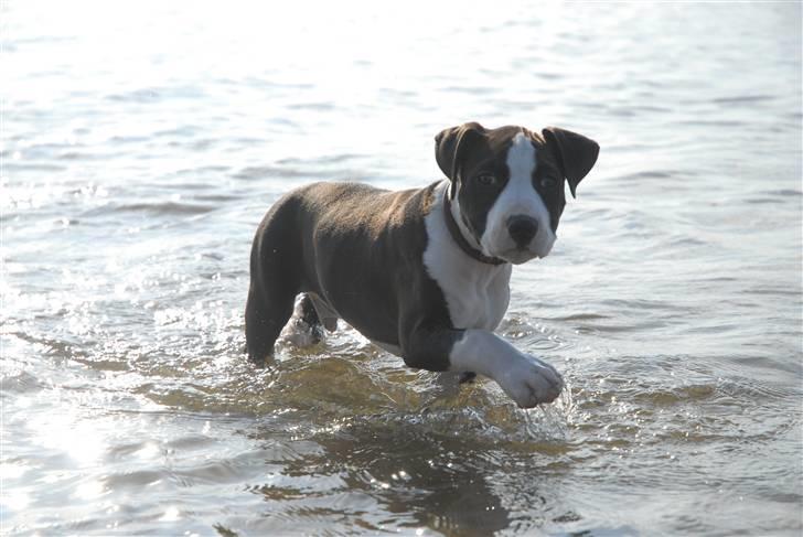 Amerikansk staffordshire terrier Mokai - Jaha lidt dressur kan man også i det dejlige vand billede 12