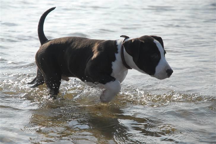 Amerikansk staffordshire terrier Mokai - Jeg jager efter fisk, eller prøver i hvert fald billede 13