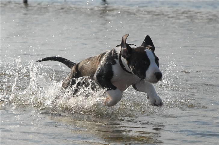 Amerikansk staffordshire terrier Mokai - hehe elsker bare vand ;o) billede 14