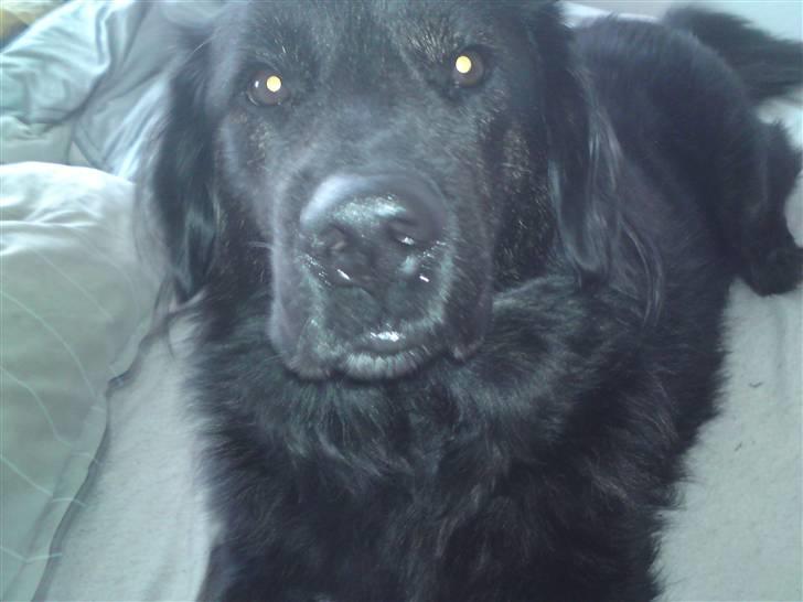 Blanding af racer thyson billede 1