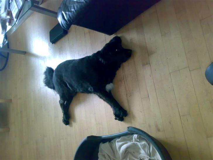 Blanding af racer thyson billede 2