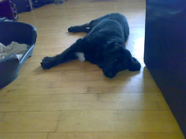 Blanding af racer thyson billede 3