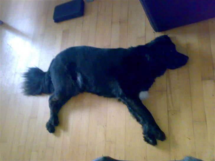 Blanding af racer thyson billede 4