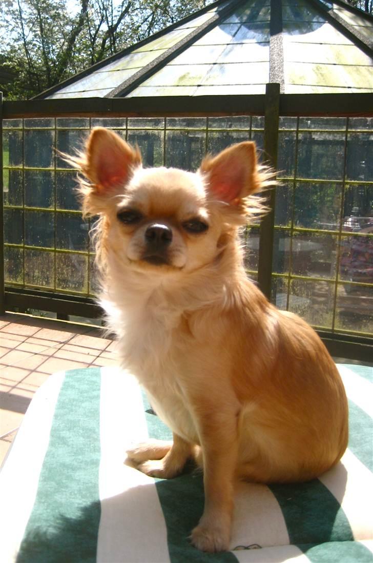 Chihuahua Rosa - 24/4-2011 billede 8