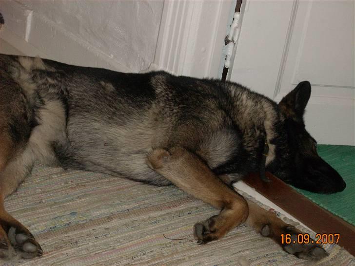 Schæferhund Sund Hund Ella billede 10