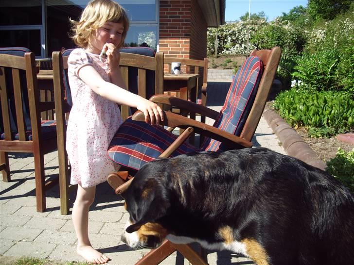 Grosser schweizer sennenhund Gran Vencedor Diesel - 1 år sommer i haven billede 15