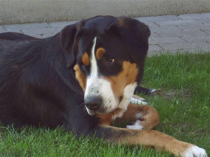 Grosser schweizer sennenhund Gran Vencedor Diesel - Diesel 1 år. jeg ka´ næsten ikke holde mig vågen billede 16