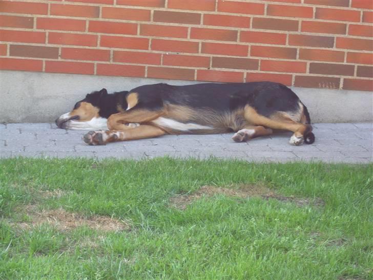 Grosser schweizer sennenhund Gran Vencedor Diesel - Diesel 1 år. I stedet for at holde vagt, kan jeg jo blokere stien billede 17